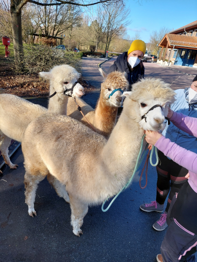 Alpakas zu Besuch an der JPSS